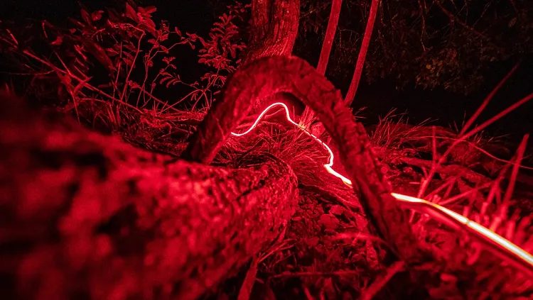 Tronco caído na floresta amazônica iluminado por luz vermelha e um filete de neon branco