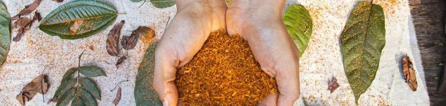 Mãos em concha segurando pigmento natural alaranjado sobre tecido cercado de folhas, da Expedição Almazônia