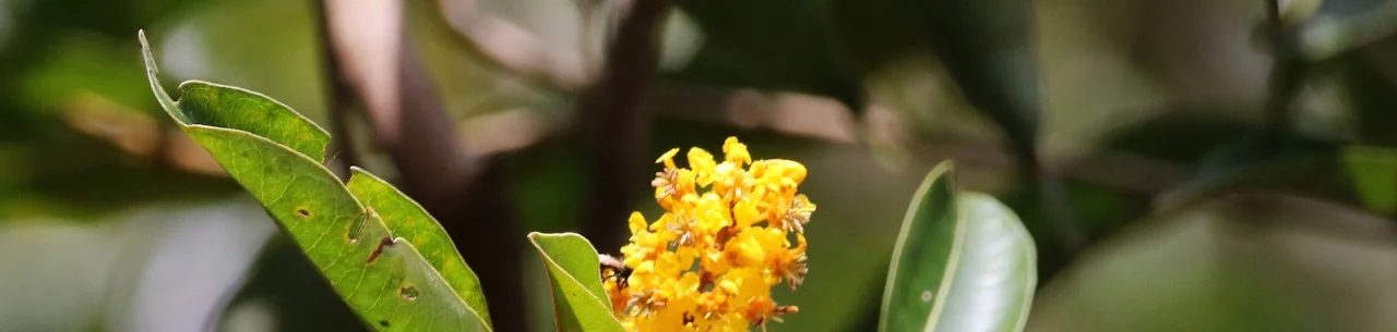 Inflorescência amarela entre folhas na mata do Jardim da Amazônia, registrada por Vincent Kurt Lo
