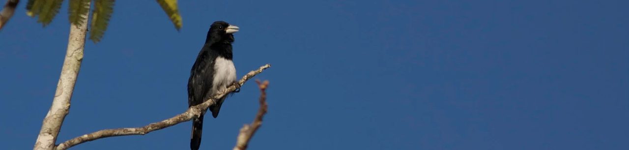 Tiê-bicudo, ave preta de ventre branco e bico claro, pousado em um galho sob céu azul